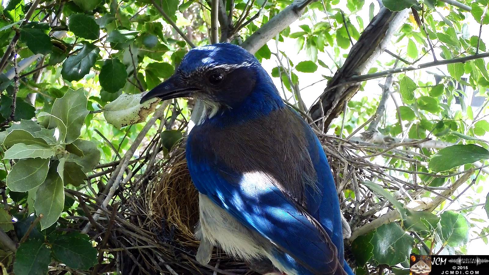 Scrub Jay nest documentary - female flies off with dead leaf